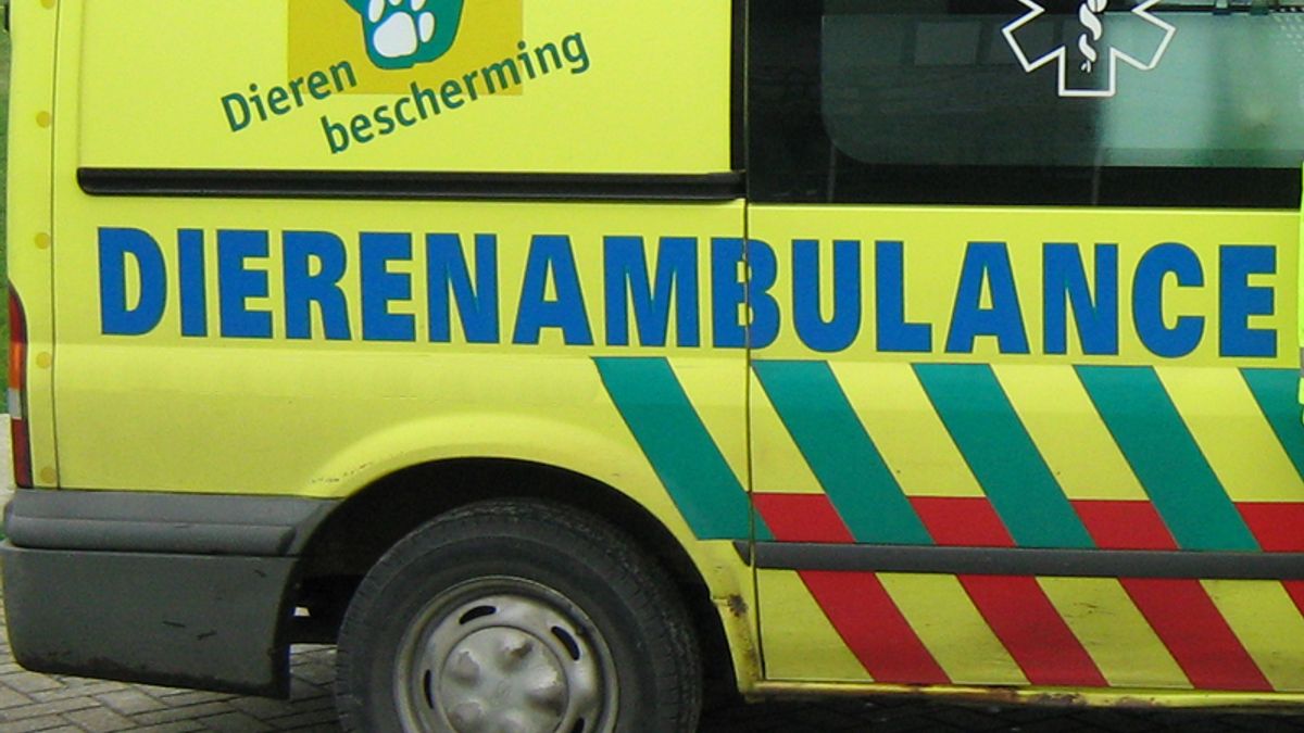 Dierenambulance mag voortaan over de busbaan, maar wel emissievrij Rijnmond