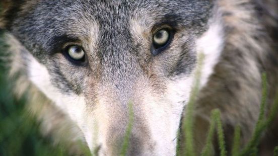 Faunabeheerder schiet zwaargewonde wolf dood na aanrijding.