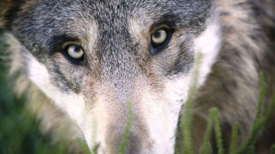 Faunabeheerder schiet zwaargewonde wolf dood na aanrijding. Faunabeheerder schiet zwaargewonde wolf dood na aanrijding.