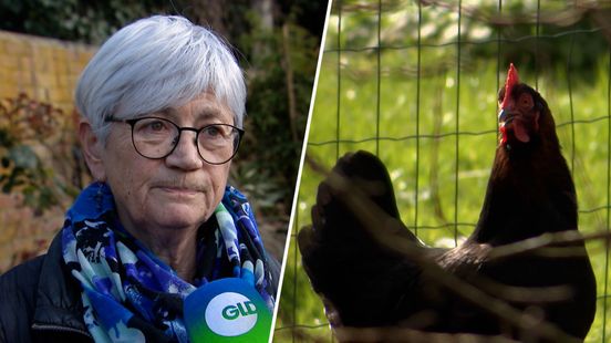 Hobbykippenhouder bezorgd over PFAS in haar eieren : 'Eten kan echt niet meer'