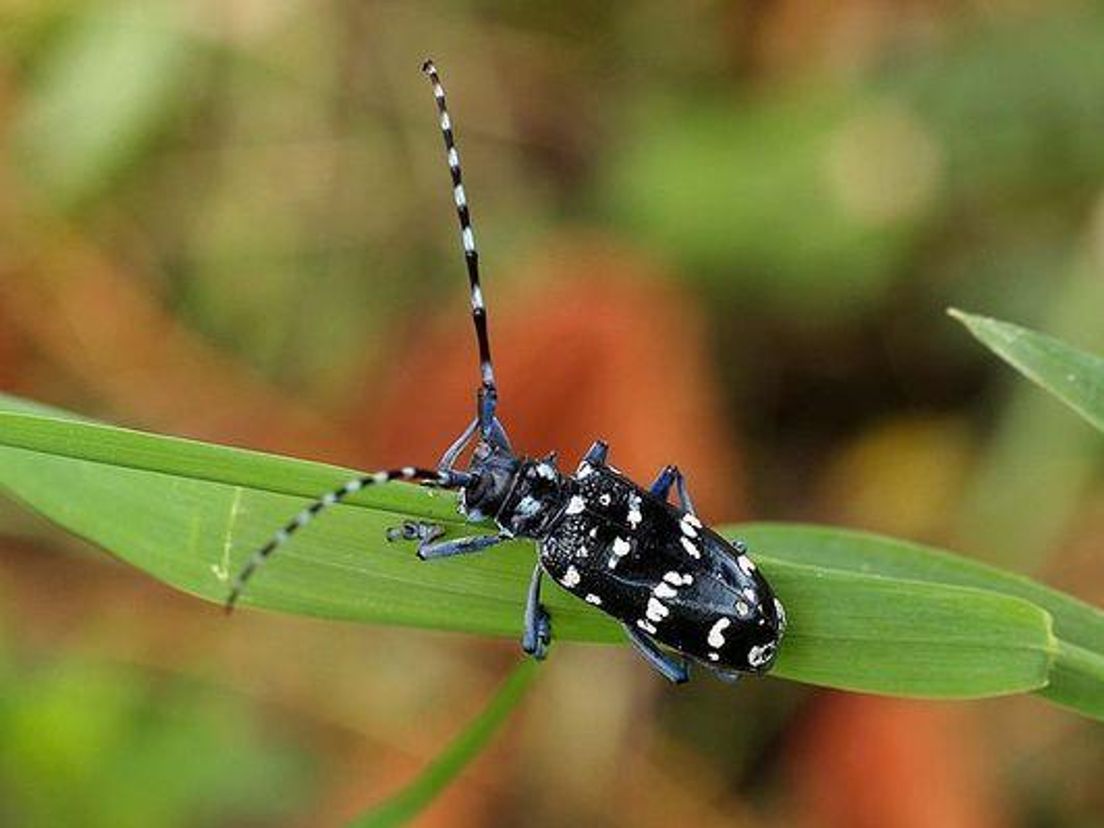 STOCK_-_boktor_insect