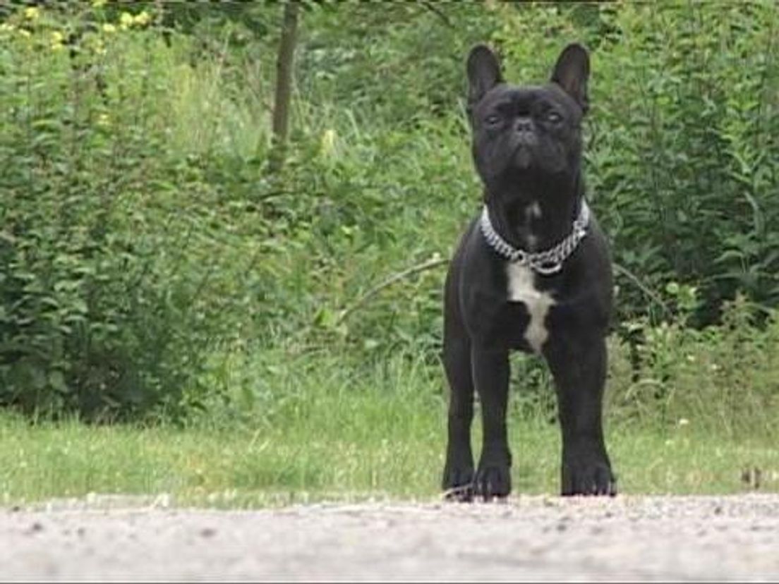 2010-hond03.cropresize.tmp.jpg
