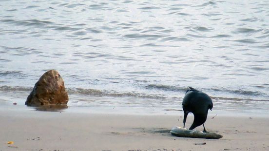 Waarom liggen er geknakte vissen langs de Waal?