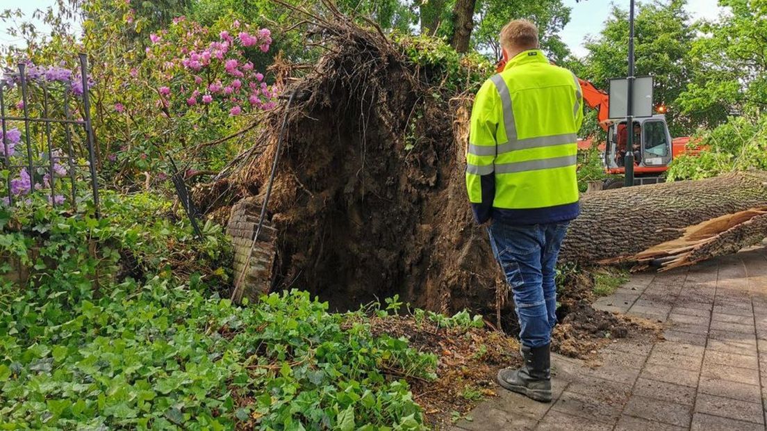 Een omgewaaide boom in Beekbergen