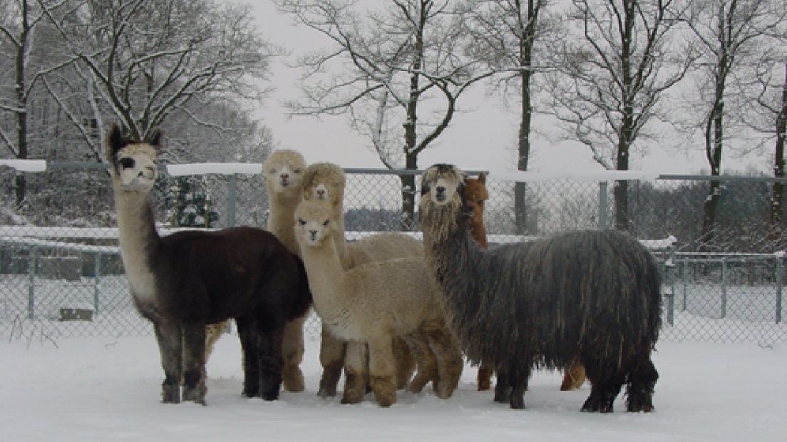 Een complete kudde alpaca's is gestolen uit een weiland aan de Koeweidendijk in Neede.