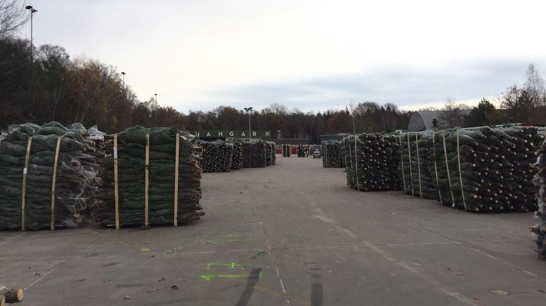 Tienduizenden kerstbomen bij Hangar 17 bij het vliegveld