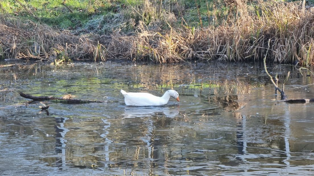 De gans zat in een benarde positie