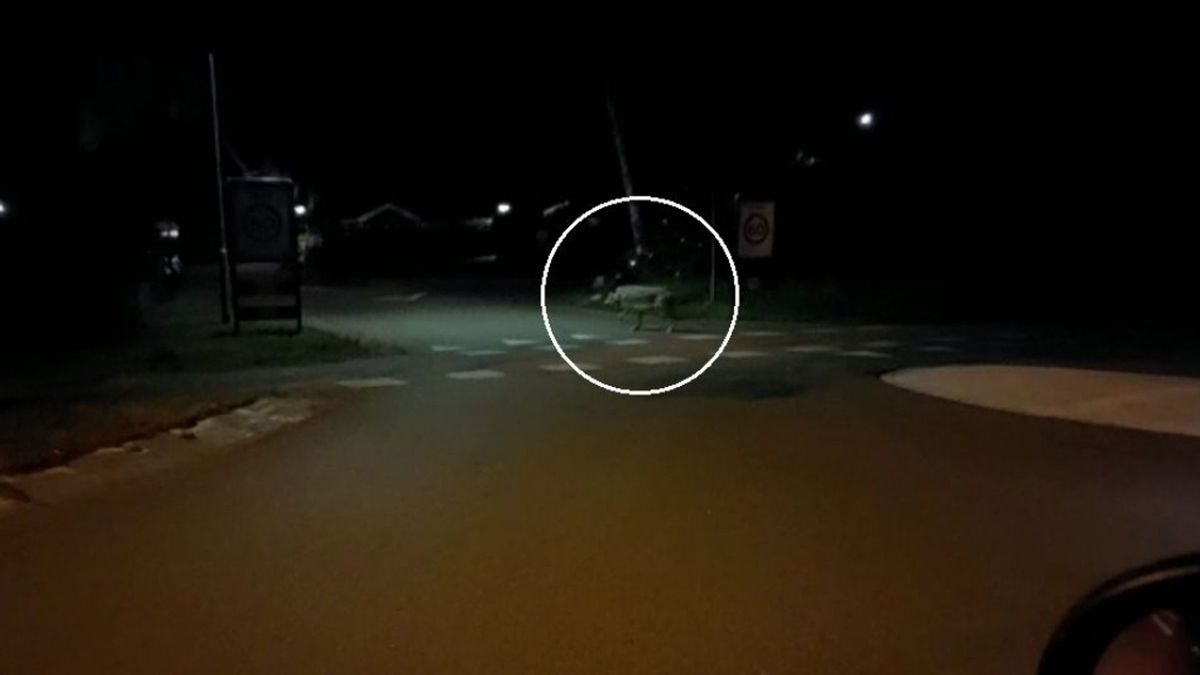 Cor stond al twee keer oog in oog met een wolf: 'Ik kneep 'm wel even'