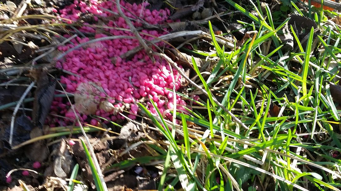 In de Malsenlaan in Arnhem zijn giftige roze korrels gevonden in het gras onder een boom. Dat vertelde een voorbijgangster, die graag anoniem wil blijven, aan Omroep Gelderland.