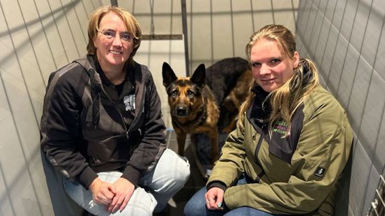 Baasje van verdwaalde hond op snelweg heeft zich nog niet gemeld: 'Bang maar lief beestje'