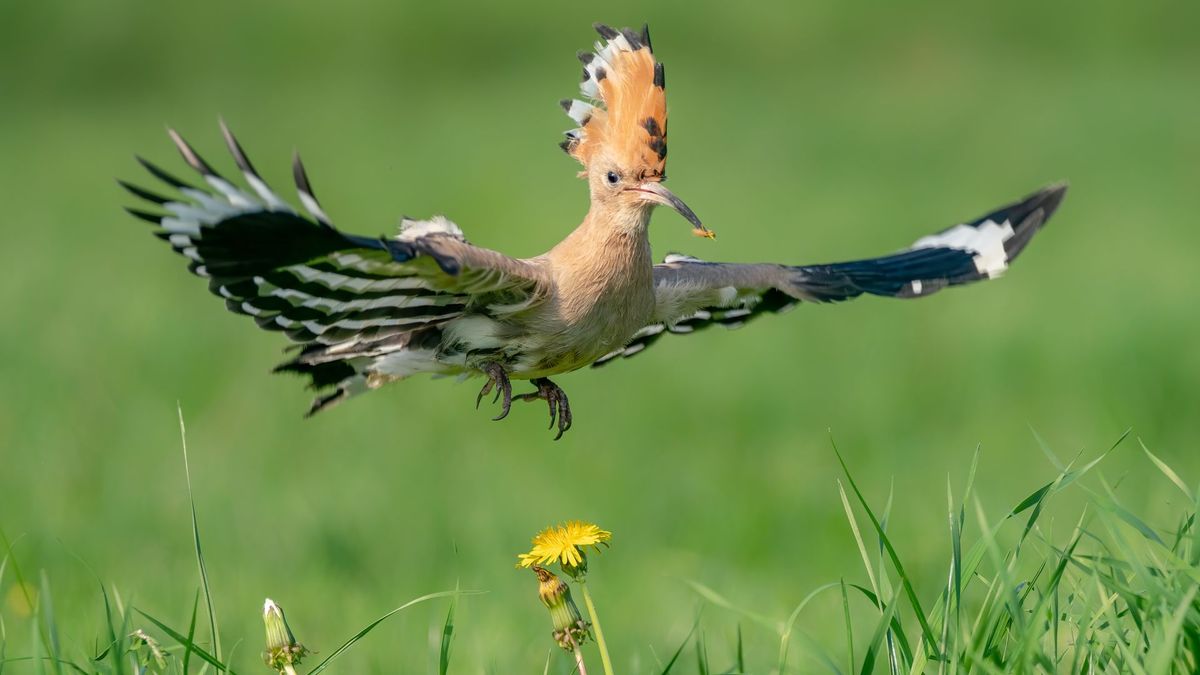 Boswachter De Wieden ziet ze vliegen: meer zeldzame vogels door droogte