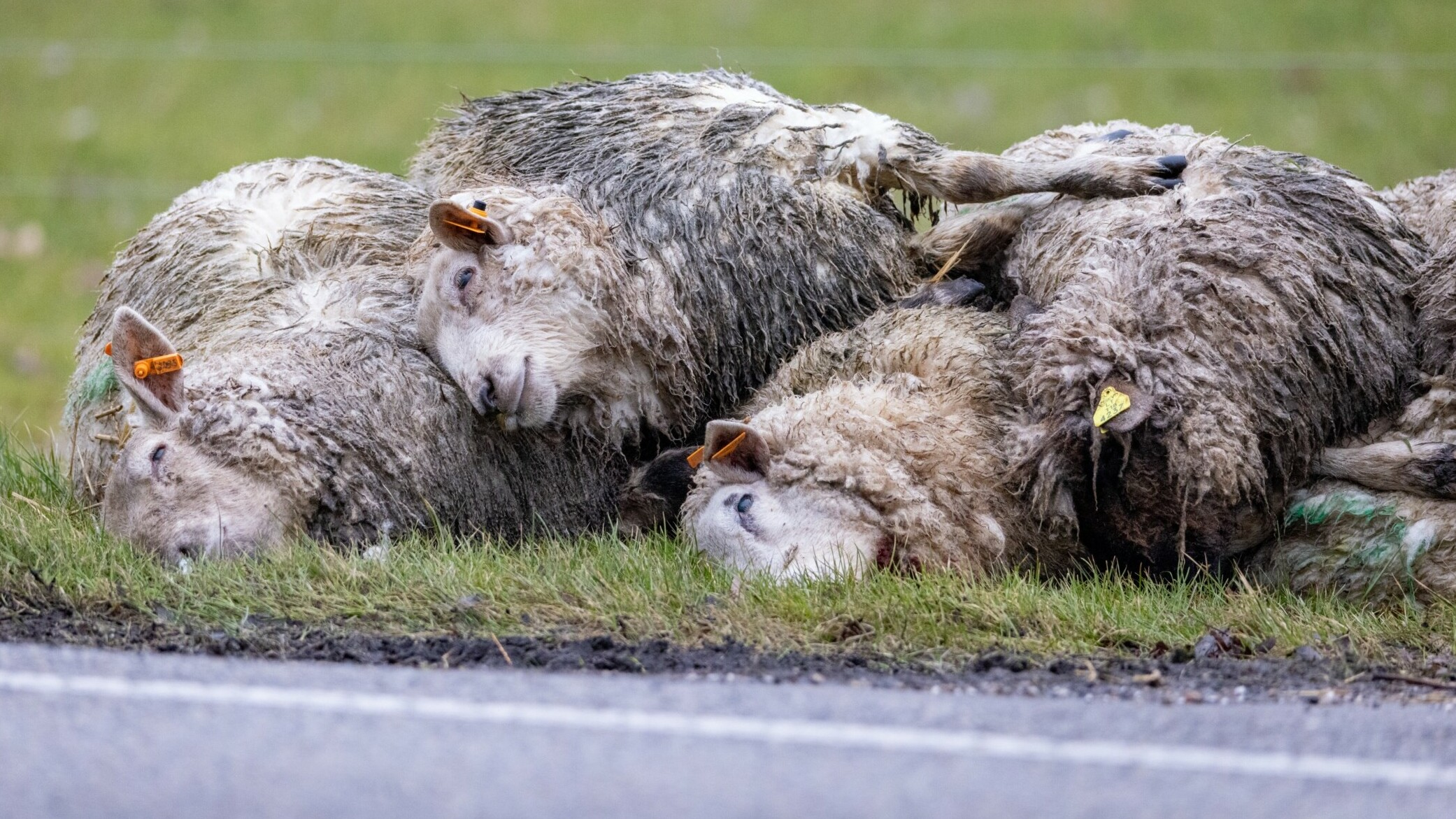 Minder oanfallen, folle minder deade bisten: wêrom't de wolf minder skea oanrjochtet