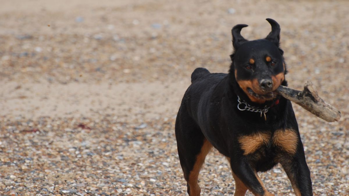 Wandelaar bij Nieuw Beerta ernstig gewond na aanval rottweilers