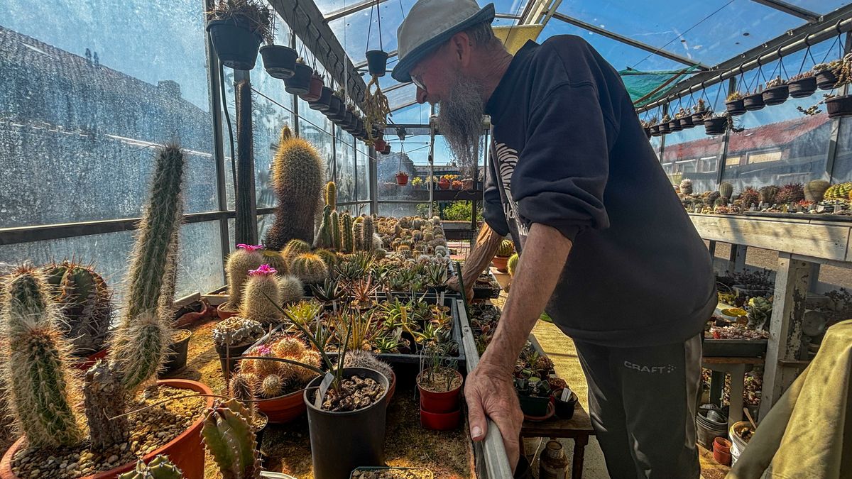 Bertus moet zijn stekelige levenswerk loslaten door sloop: 'Sommige cactussen heb ik al vijftig jaar