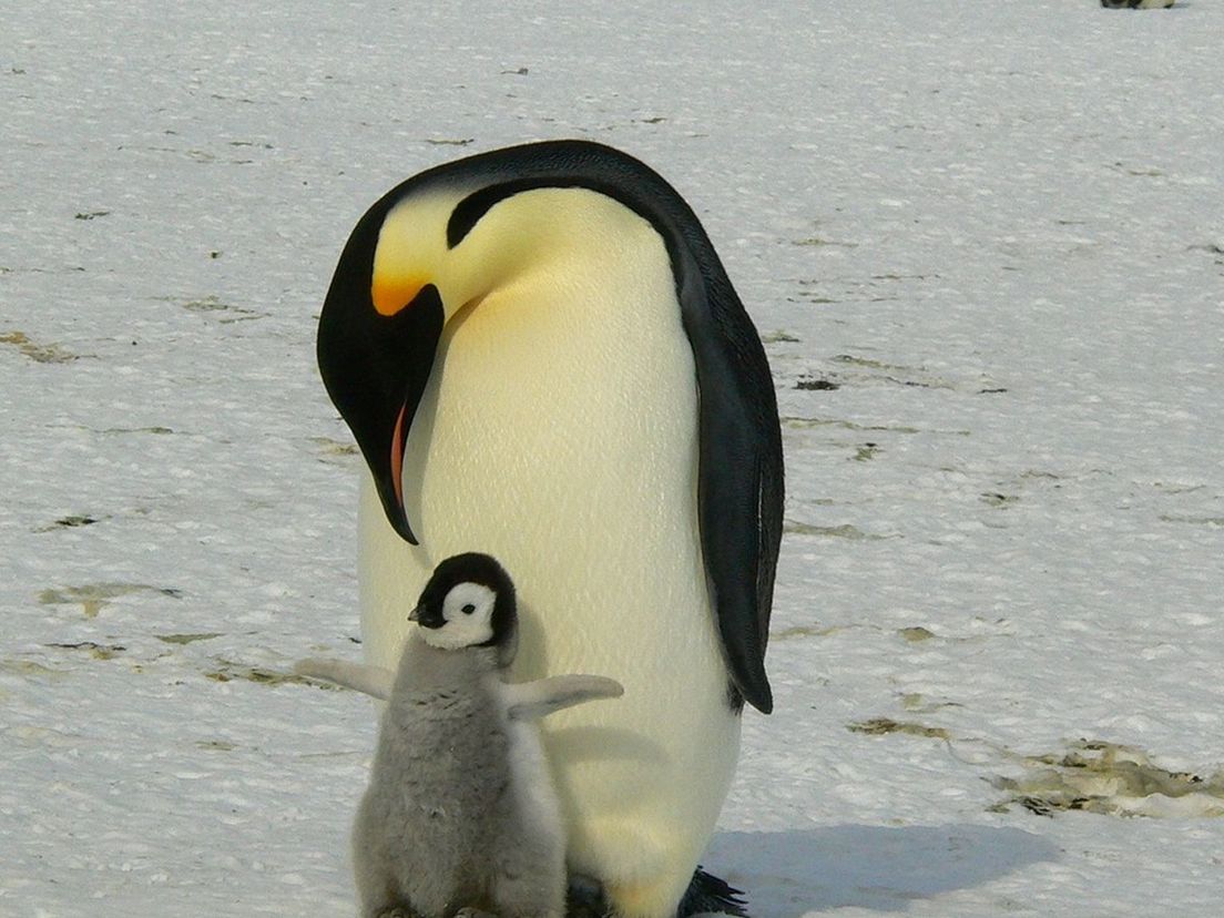 Iedereen houdt van pinguïns