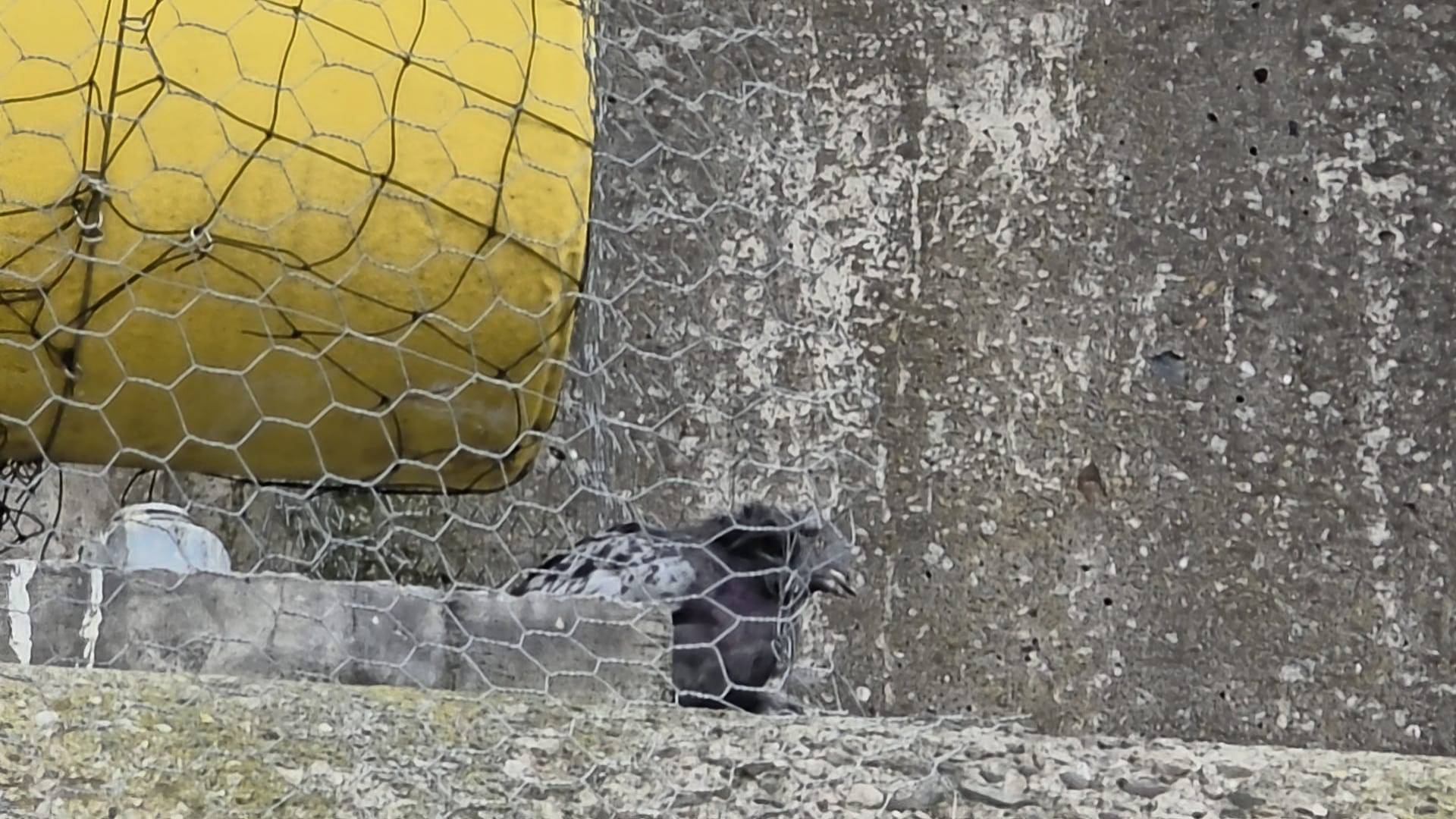 Een van de verstrikte duiven