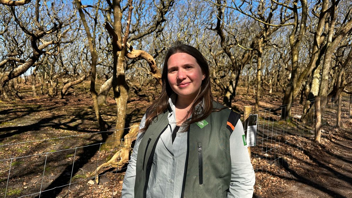 'Dansende bomen' in De Manteling achter hekken, Staatsbosbeheer neemt maatregelen tegen drukte
