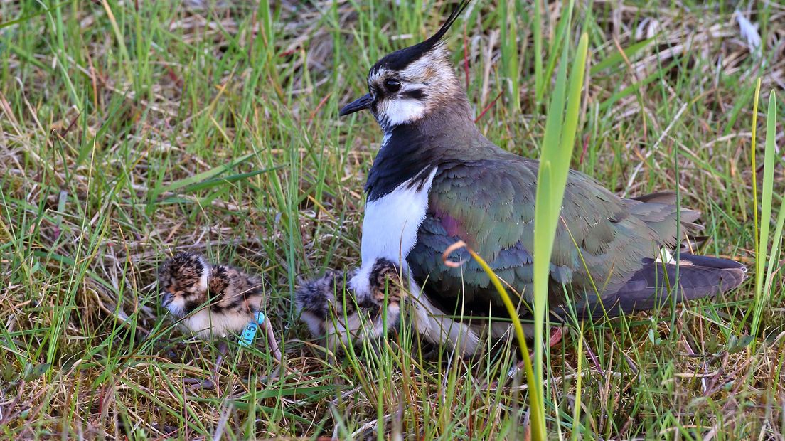 Mijn bezigheden als vogelliefhebber, natuurboer en pleitbezorger voor een andere vorm van landbouw gaan met talrijke emoties gepaard: van verwondering, blijdschap, trots en intens geluk tot ergernis, frustratie en nauwelijks in te houden boosheid.