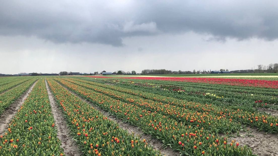 Tulpenveld op Het Hogeland