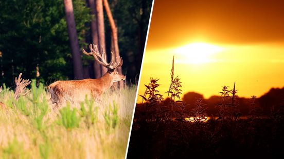 Waterpoelen op Veluwe bijgevuld voor dorstig wild