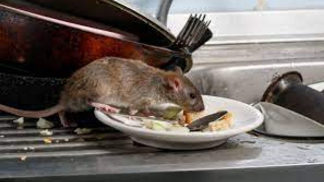 Bewoners van Leidschendam klagen al jaren over overlast van ratten I Foto Omroep West