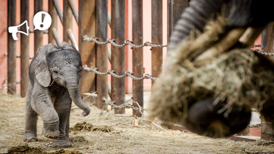 In Safaripark Beekse Bergen kreeg dit olifantje wel een naam: Madiba (Rechten: ANP / Robin van Lonkhuijsen)