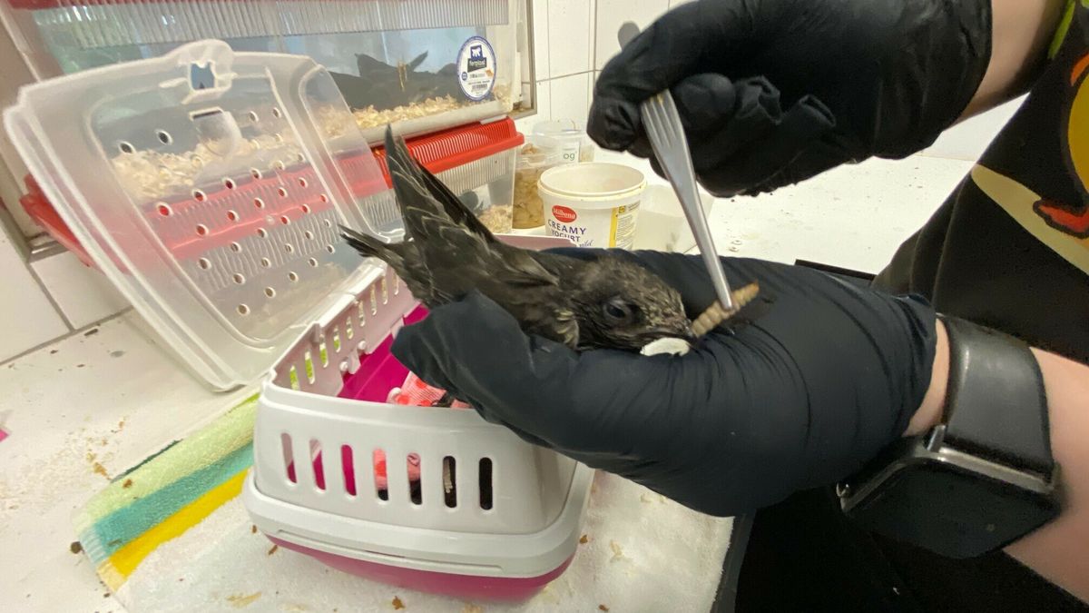 Hitte zorgt voor stroom jonge gierzwaluwen bij vogelopvang De Mikke