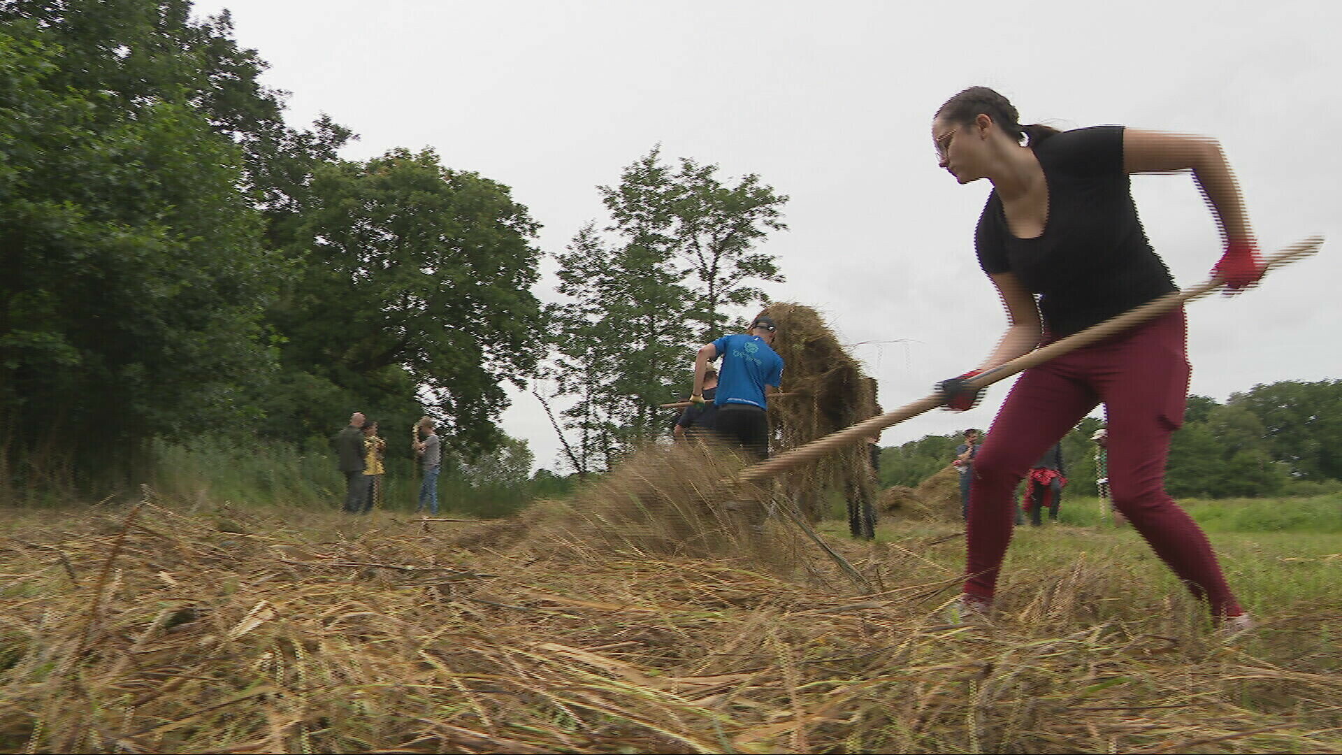 Jongeren uit heel Europa helpen natuur in Drenthe onderhouden