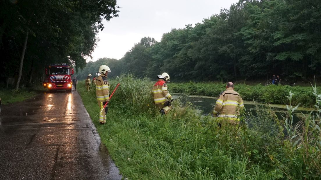 Zoektocht naar de ree