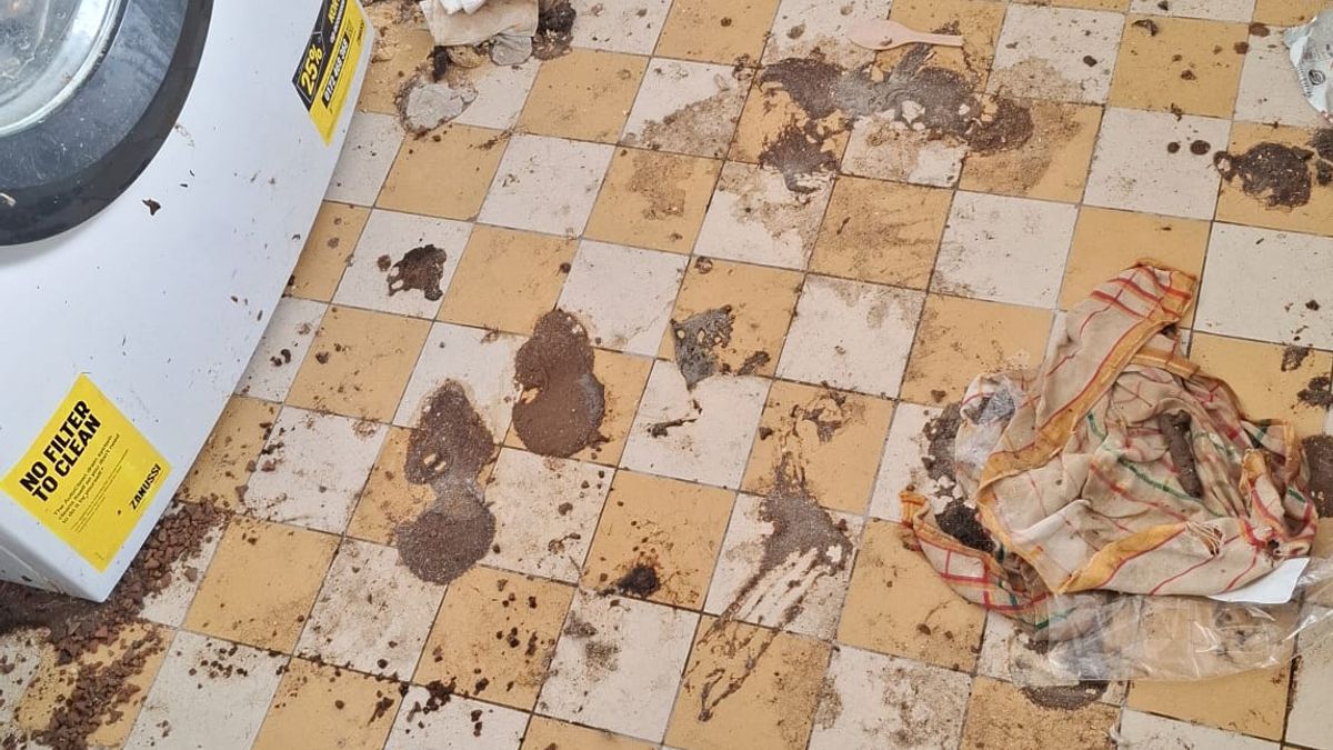 Meer dan twintig katten en een konijn aangetroffen in zwaar vervuilde woning in Hoensbroek