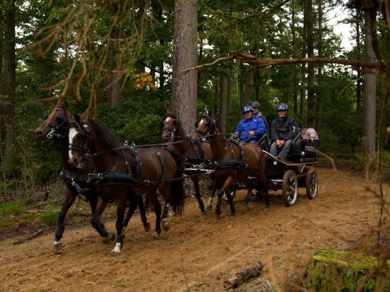 Paardenvierdaagse Zorgvlied gered door nieuw bestuur