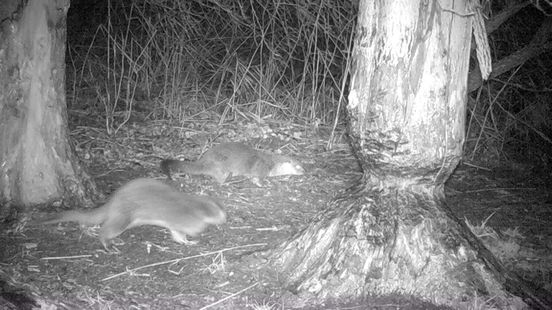 Otters voor de wildcamera in Drenthe