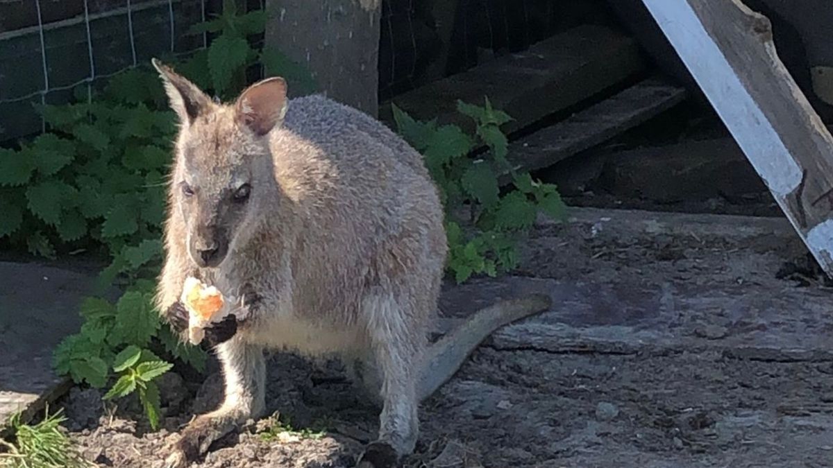 Wij gingen op zoek naar de vermiste wallaby in Wissenkerke en dát ging zo: