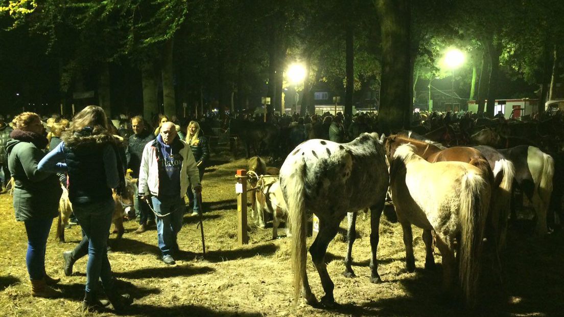 Paarden op de Zuidlaardermarkt(Rechten: Jeroen Kelderman/RTV Drenthe)