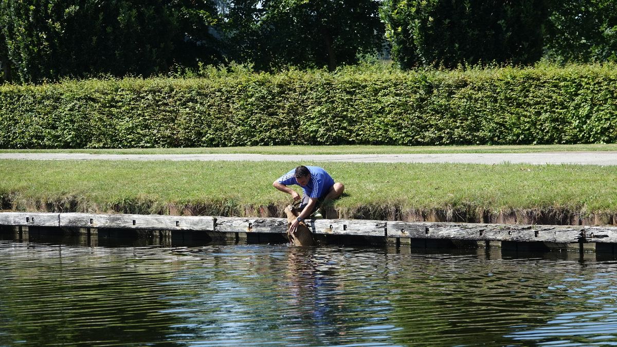 In beeld: Man redt ree in Bergentheim door het dier aan gewei uit kanaal te trekken