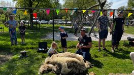 Lol met wol: kinderen genieten van schapenscheren in Winschoten