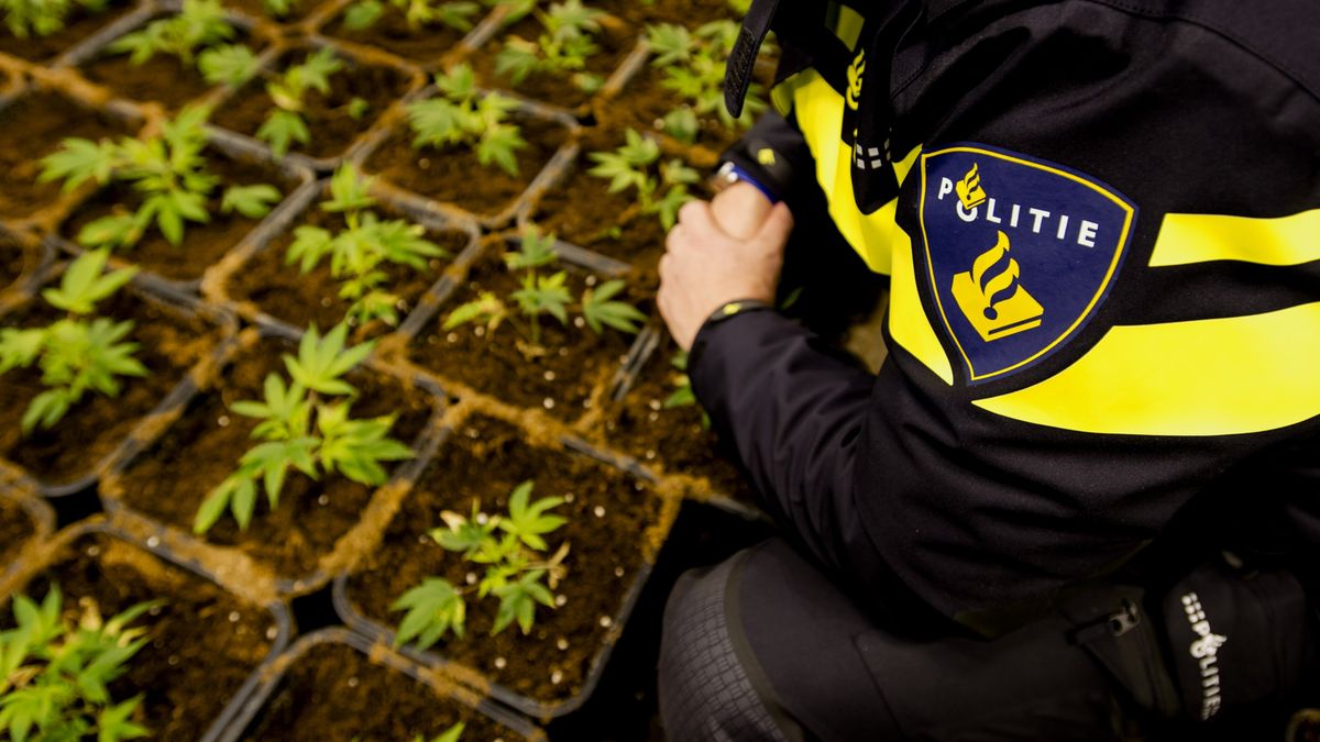 Man (54) uit Franeker veroordeeld voor wietplantage in gierkelder