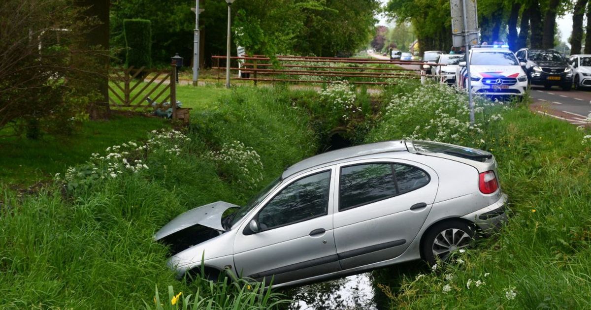 Car with ten dogs in the trunk ends up in a ditch in an accident in ...