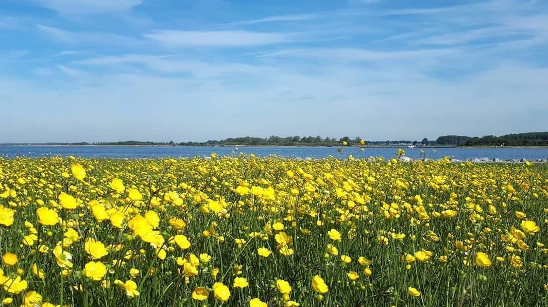 Bloemen in het zonnetje