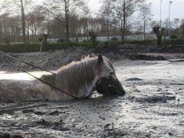 112-nieuws | Snelweg dicht door ongeluk - Paard zit muurvast in modderpoel