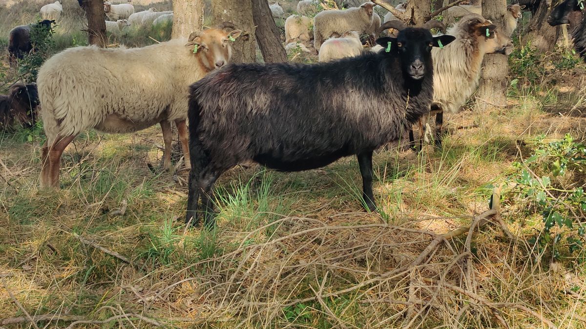 Nieuwe blauwtonggevallen verspreid over hele provincie