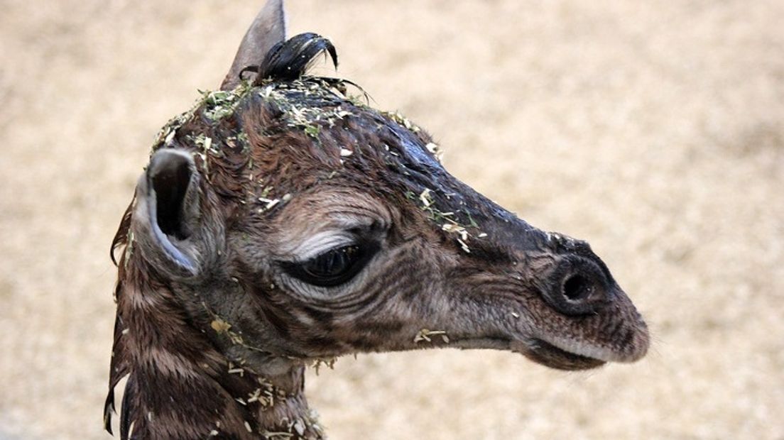 Het girafje (Rechten: Wildlands Adventure Zoo)