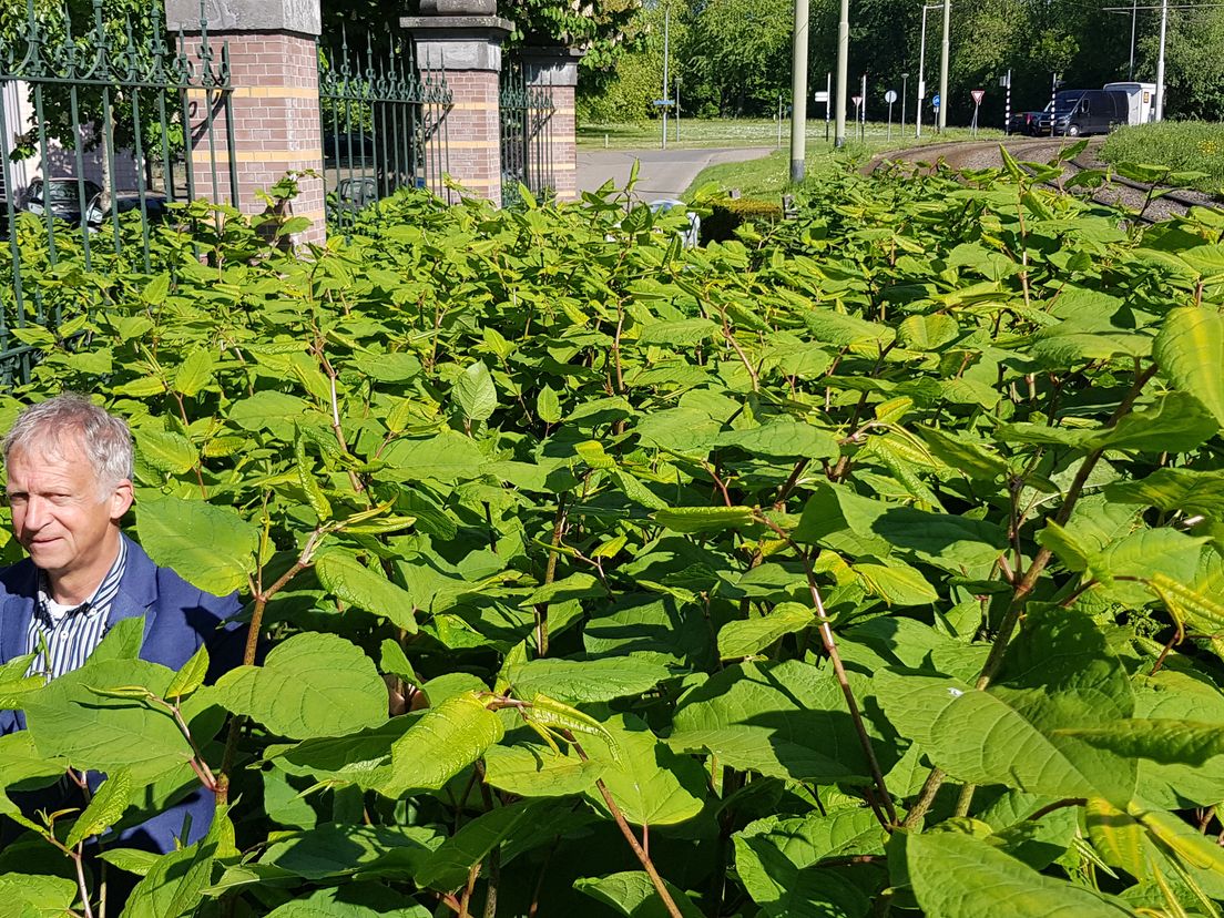 Aad van Leeuwen van Stadsbeheer omringd door de woekerplant