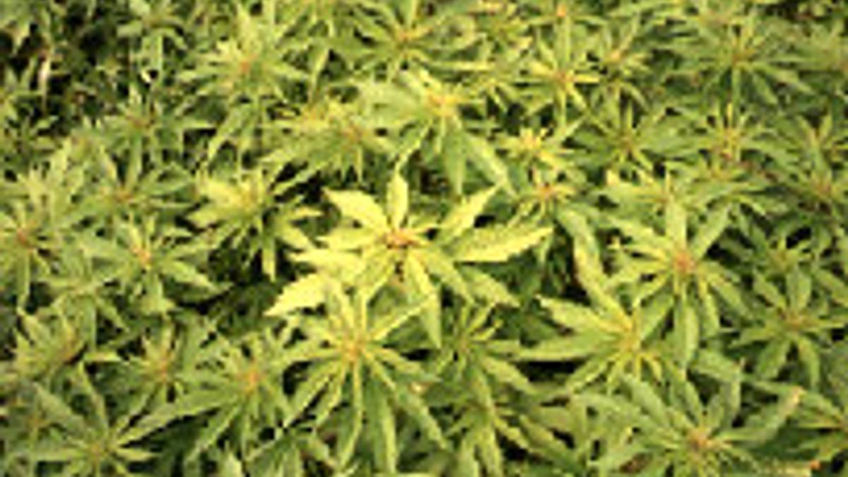 Grote hennepkwekerij gevonden in Montfort