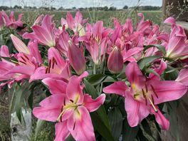 Rechter: lelietelers moeten toch laten weten op welke percelen zij bezig zijn