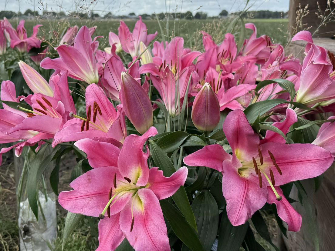 Rechter: lelietelers moeten toch laten weten op welke percelen zij bezig zijn