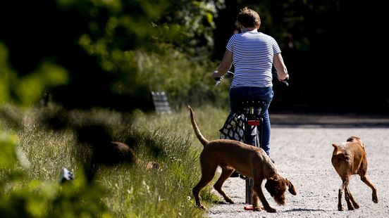 Hondenbaasjes opgelet: dit betaal jij aan hondenbelasting in jouw gemeente Home