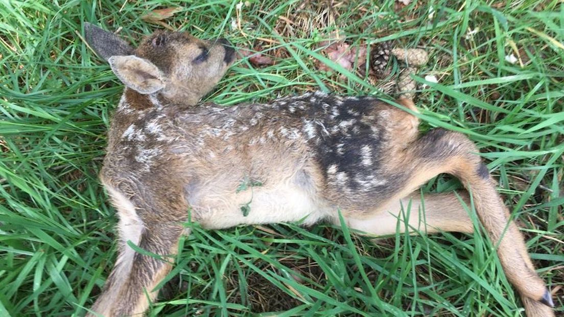 Reekalf op De Sprengenberg doodgebeten door loslopende hond