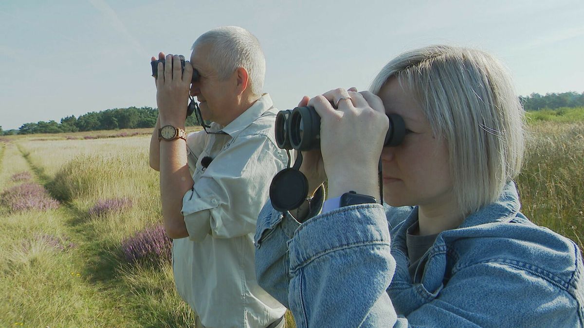 Speuren naar sprinkhanen, vogels en zandhagedissen op het Hijkerveld