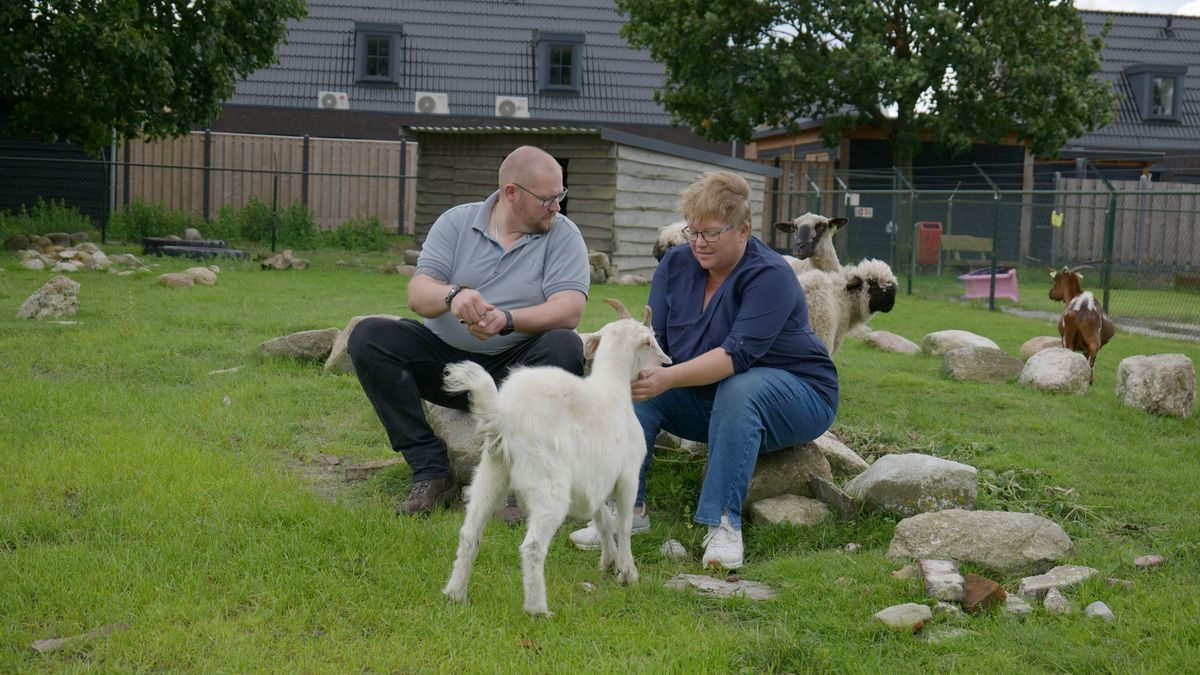 Wanhoop op kinderboerderij Zwartemeer: zeven eenden plotseling verdwenen